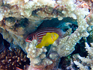Fototapeta na wymiar Citron coral goby fish - (Gobiodon citrinus)