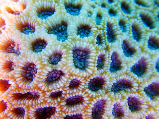 Knob coral (Favites rotundata), undersea macro photography 