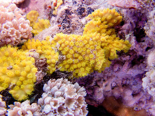 Naklejka na ściany i meble Yellow scroll coral - Turbinaria reniformis