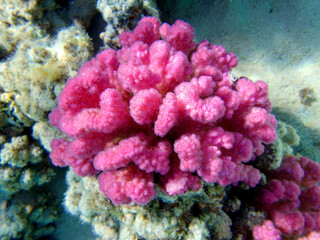 Fototapeta na wymiar Pink cauliflower coral - Pocillopora sp.