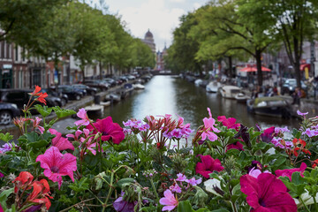Fototapeta na wymiar Flowers on a bridge crossing a channel of Amsterdam.