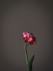 Beautiful pink tulip on grey background. Stylish flower still life, moody artistic composition. Floral amazing vertical wallpaper