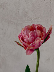 Stylish flower still life, moody artistic composition. Beautiful pink tulip on grey background. Floral amazing vertical wallpaper