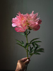 Beautiful pink peony in hand close up in sunlight on moody rustic background. Stylish flower still life, artistic composition. Floral vertical wallpaper