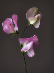 Beautiful pink sweet pea stem on moody grey background. Stylish flower still life, artistic composition. Floral vertical wallpaper. Lathyrus