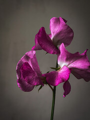 Beautiful pink sweet pea stem on moody grey background. Stylish flower still life, artistic composition. Floral vertical wallpaper. Lathyrus