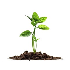 A single green plant sprout in a patch of earth on a white background.