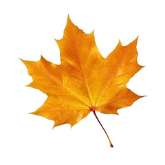 Naklejka na ściany i meble Autumn falling leaf isolated