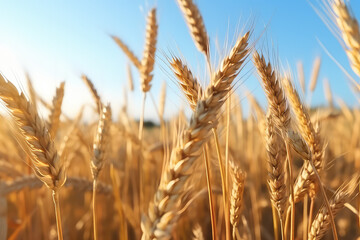 Golden ripe plump wheat field closeup with bright summer blue sky background. Nature countryside wallpaper.