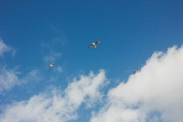 Seagulls in the blue sky over the English Channel. Background.