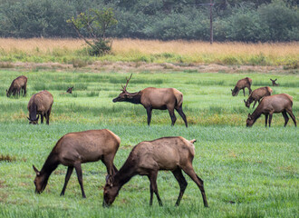 Naklejka na ściany i meble Herd of Wild Elk in an Oregon meadow