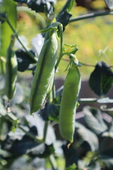 Green pea growing in the garden.