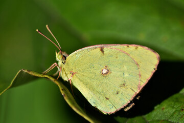 Clouded yellow butterfly (Colias Croceus "amarilla") resting on a leaf
