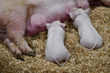 cute piglets nursing
