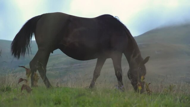 Low angle sliding shot trough grass of horse grazing in the mountain environment. Side shot of young dark brown horse with mountains in the background at dusk