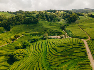 Gorreana Tea Factory and plantation is the only tea plantation in Europe. It is located on Sao Miguel island in Azores Portugal. High quality photo