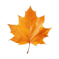 Obraz premium Autumn falling leaf isolated