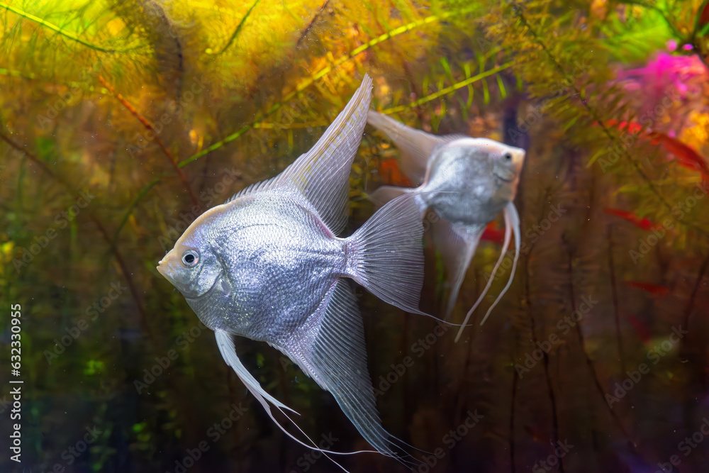 Wall mural Tropical fish Pterophyllum scalare altum, angelfish swimming in aquarium water wtih green algae. Two white silver fishes in oceanarium pool. Aquatic organism, underwater life, aquarium pet