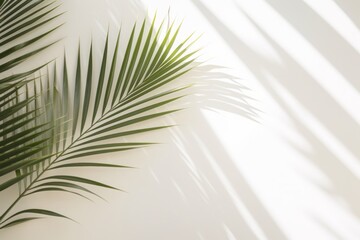 Light empty wall background with palm leaves and soft shadow.  Surface with copy space minimal summer texture. Nature concept