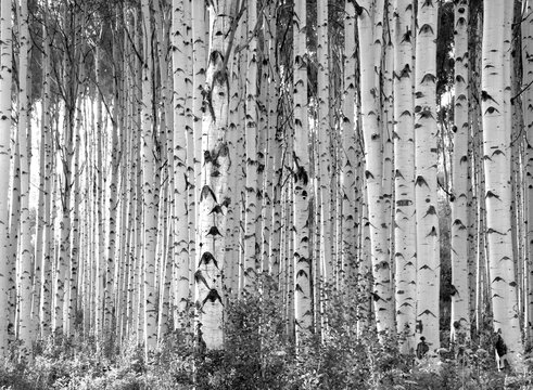 Black and white photograph of Aspen trees in a Colorado forest