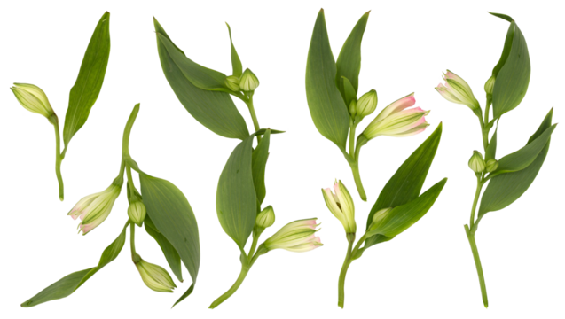 Set with beautiful branches, leaves and flower buds on white background