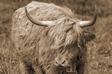 Galloway - Allgäu - Kuh - Rind - Highland