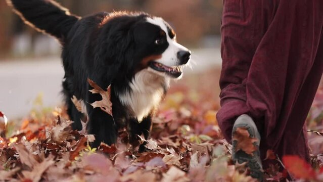Close up portrait bernese mountain dog in autumn foliage run with his owner with leaves falling on the dog