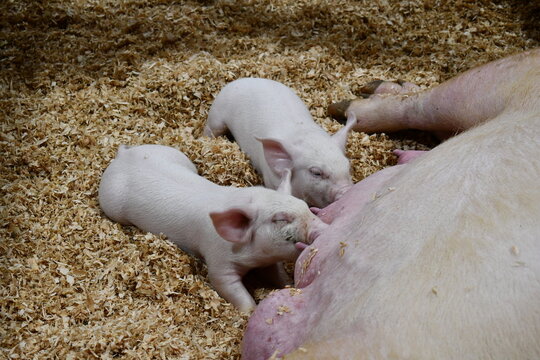 cute piglets nursing