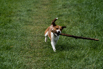 A Parson Russell Terrier playing fetch with a stick by the river Eamont near Penrith Cumbria.