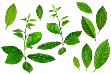 lemon tree branch with green leaves, isolated on a white background
