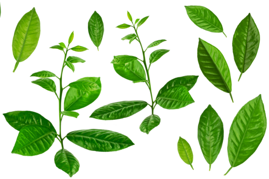 lemon tree branch with green leaves, isolated on a white background
