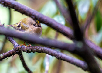 Goldcrest (Regulus regulus) - The smallest bird in Europe
