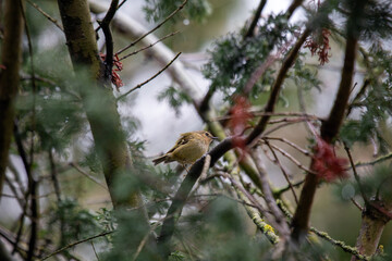 Goldcrest (Regulus regulus) - The smallest bird in Europe