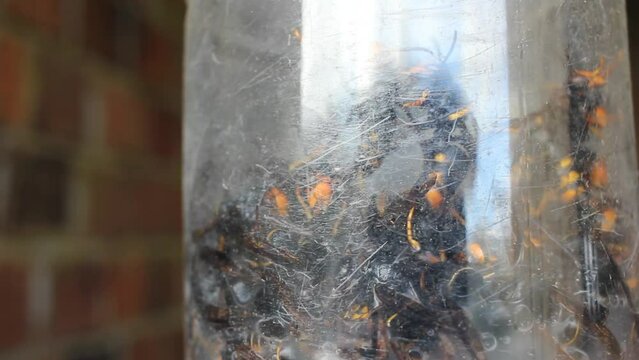 hornets trapped in a homemade plastic trap