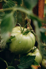 tomato on a vine