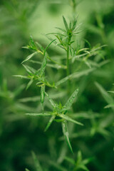 close up of hemp