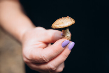 mushroom in hand