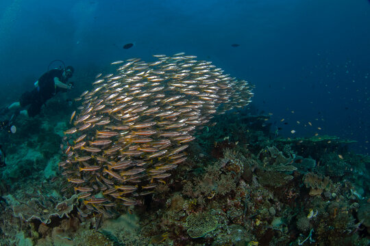 Two spot snapper near the seabed in Raja Ampat. Lutjanus biguttatus during dive in Indonesia. Shoal of snaper is swiming near the diver.