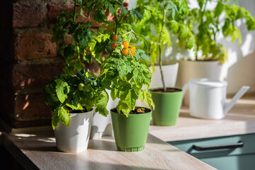 Concept of urban home gardening on the balcony or windowsill. Cherry tomato seedlings in the flower pot with ripe orange fruit. Leisure, hobby, sustainable lifestyle, eco habits