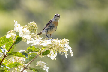 ノリウツギにとまるノビタキ幼鳥