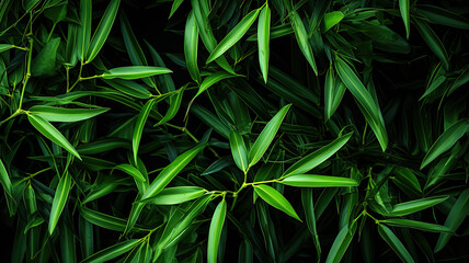 Green background of leaves. Abstract background bamboo forest. Tropical forest tree Asian jungle.