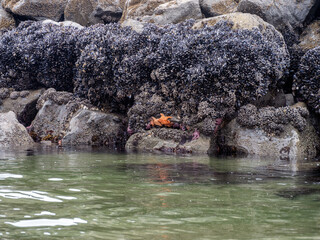 Sea life, Star Fish, Anemone, Mussels and Kelp on the rocks of a Tide Pool on a  Beach along the Oregon coastline in the Pacific Northwest