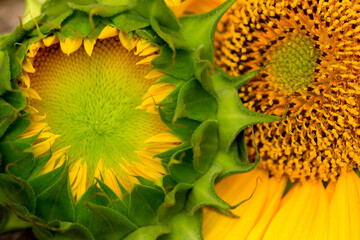 Beautiful Yellow Sunflower Close up. Summertime floral background with a selective focus macro shot of bright Sunflower.