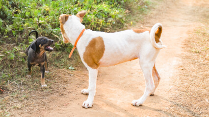 dog is playing with the puppies on the country road