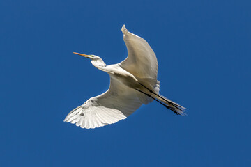 Great Egret (Ardea alba), wings spread, gliding through the air. Blue sky in backround. Morro Bary, California. 
