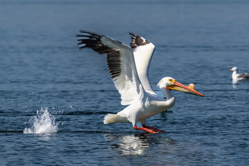 American White Pelican (Pelecanus erythrorhynchos), wings spread, landing on water. Water splash behind. Morro Bay, California. 
