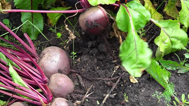 Hand pulls a red beet fruit out of ground close-up, slow motion