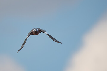 Taube im Flug auf die Kamera