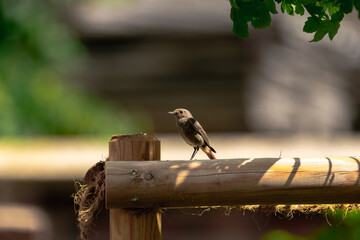 Hausrotschwanz im Garten