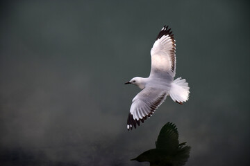 A seagull comes in to land on the water